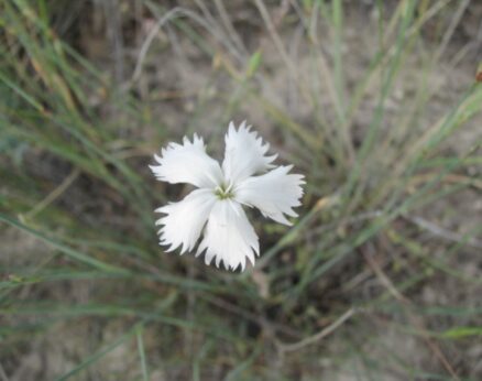 Süt karanfil (Dianthus lactiflorus) ENDEMİK