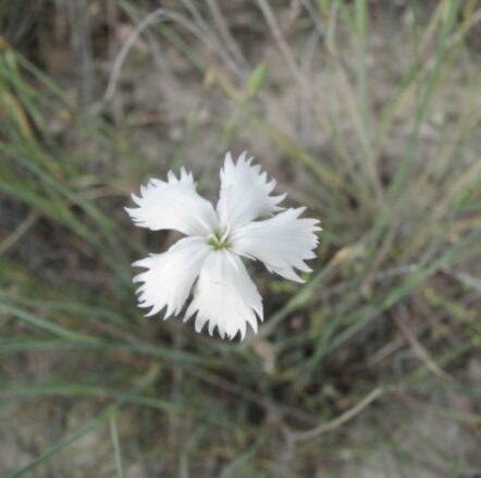 Süt karanfil (Dianthus lactiflorus) ENDEMİK