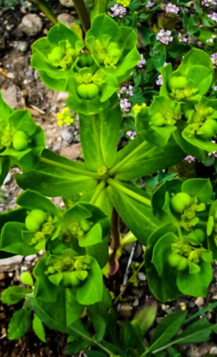 Feribanotu (Euphorbia helioscopia subsp. helioscopia)