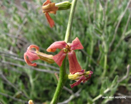 Süsün şebboyu (Matthiola anchonifolia) ENDEMİK