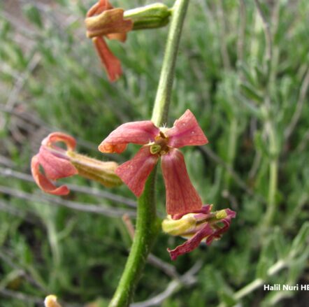 Süsün şebboyu (Matthiola anchonifolia) ENDEMİK