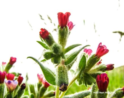 Sormukotu (Nonea stenosolen) ENDEMİK