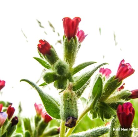 Sormukotu (Nonea stenosolen) ENDEMİK