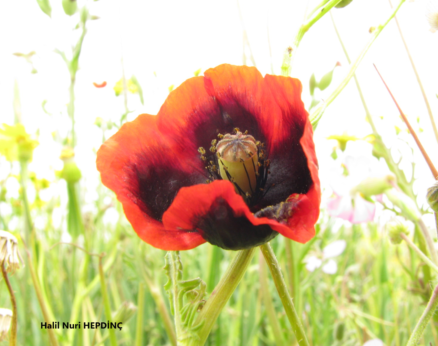 Köpekyağı (Papaver dubium)