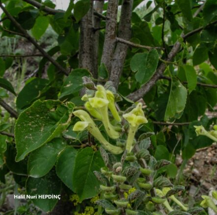 Has kaside (Scutellaeia salviifolia) ENDEMİK