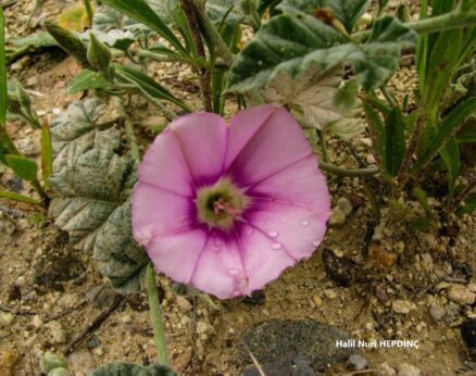 Bozsarmaşık (Convolvulus galaticus)