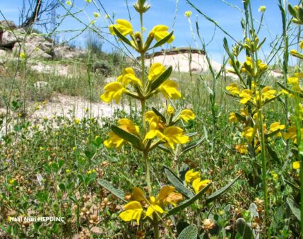 Kuduzadaçayı (Phlomis sieheana) ENDEMİK