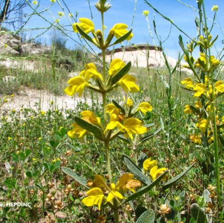 Kuduzadaçayı (Phlomis sieheana) ENDEMİK