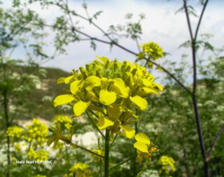 Bülbülotu (Sisymbrium loeselii)