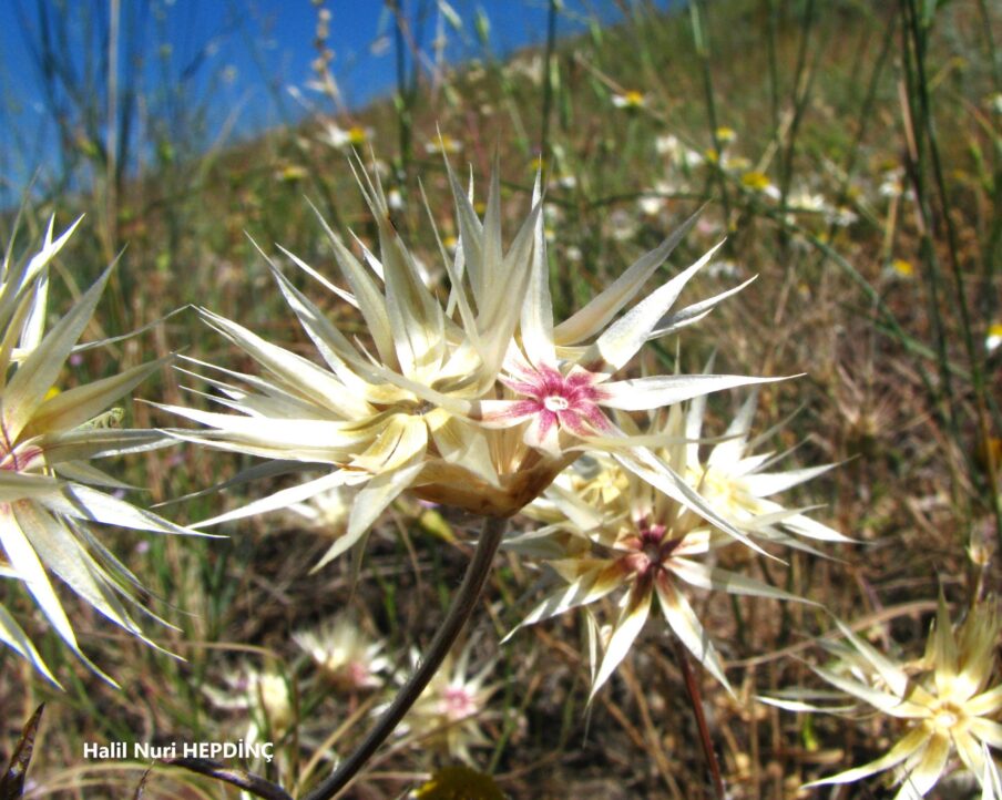 Çağlaotu (Chardinia orientalis)