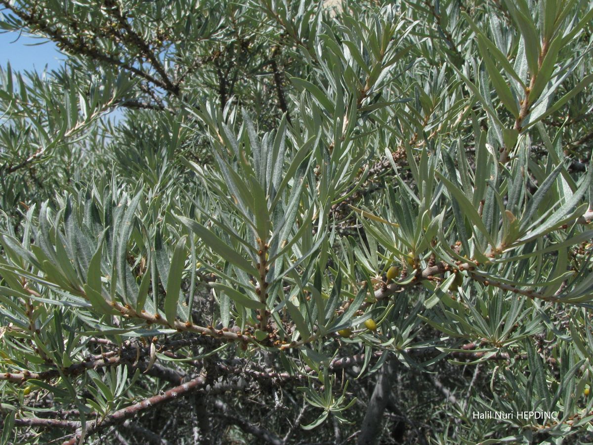 Çıçırgan, Yalancı iğde (Elaeagnus rhamnoides )