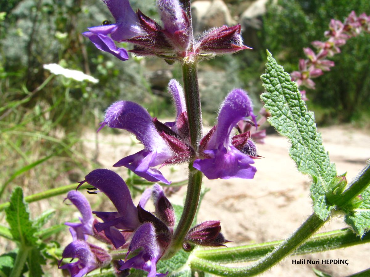 Fatmanaotu (Salvia virgata)