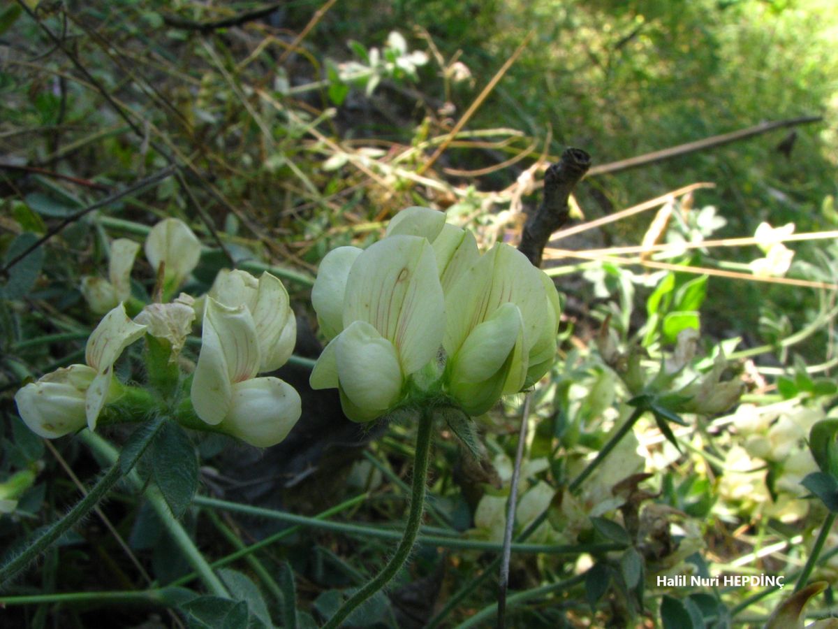 Nohudak (Lotus aegaeus )
