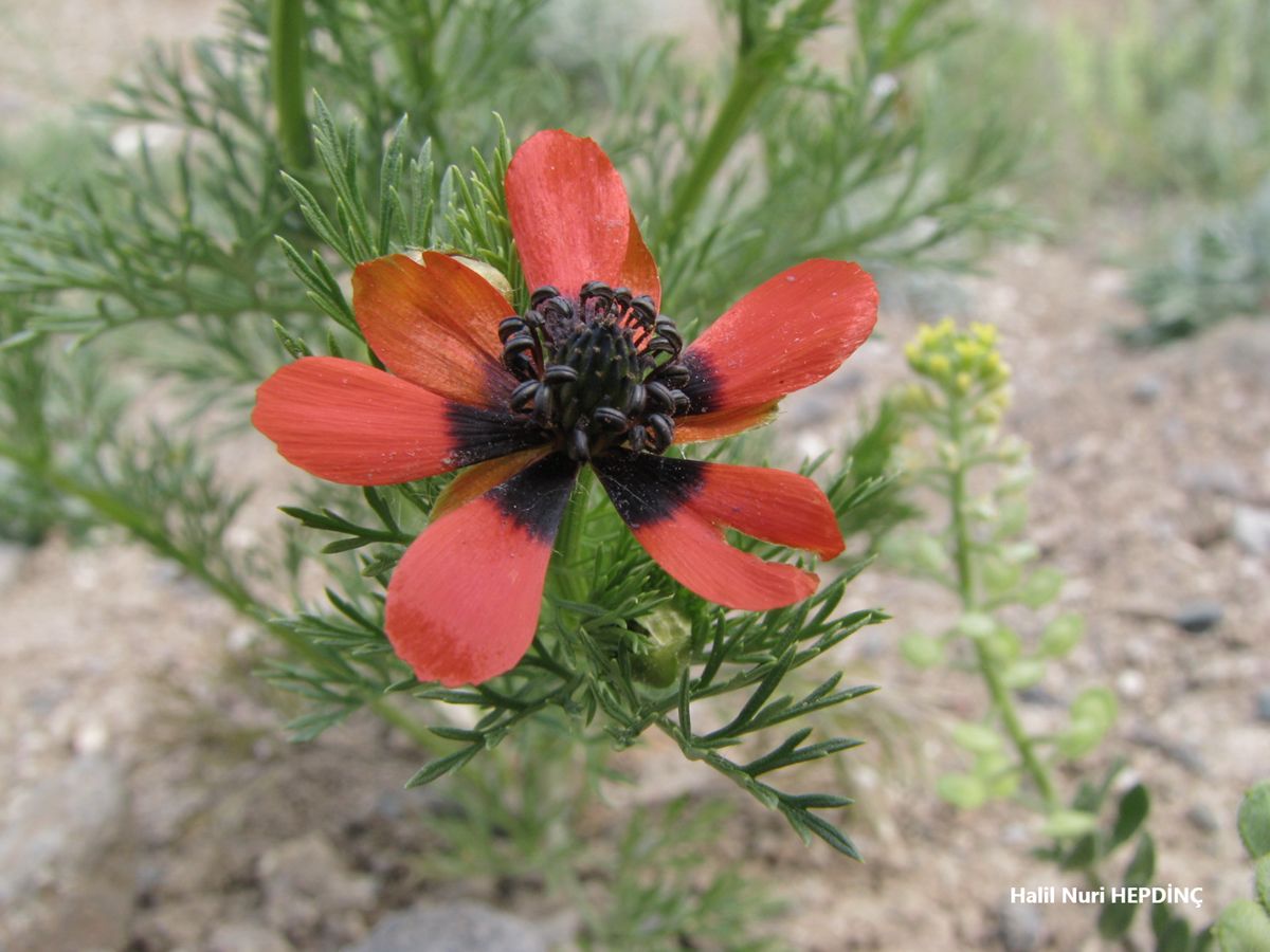 Kandamlası  (Adonis aestivalis subsp. aestivalis)