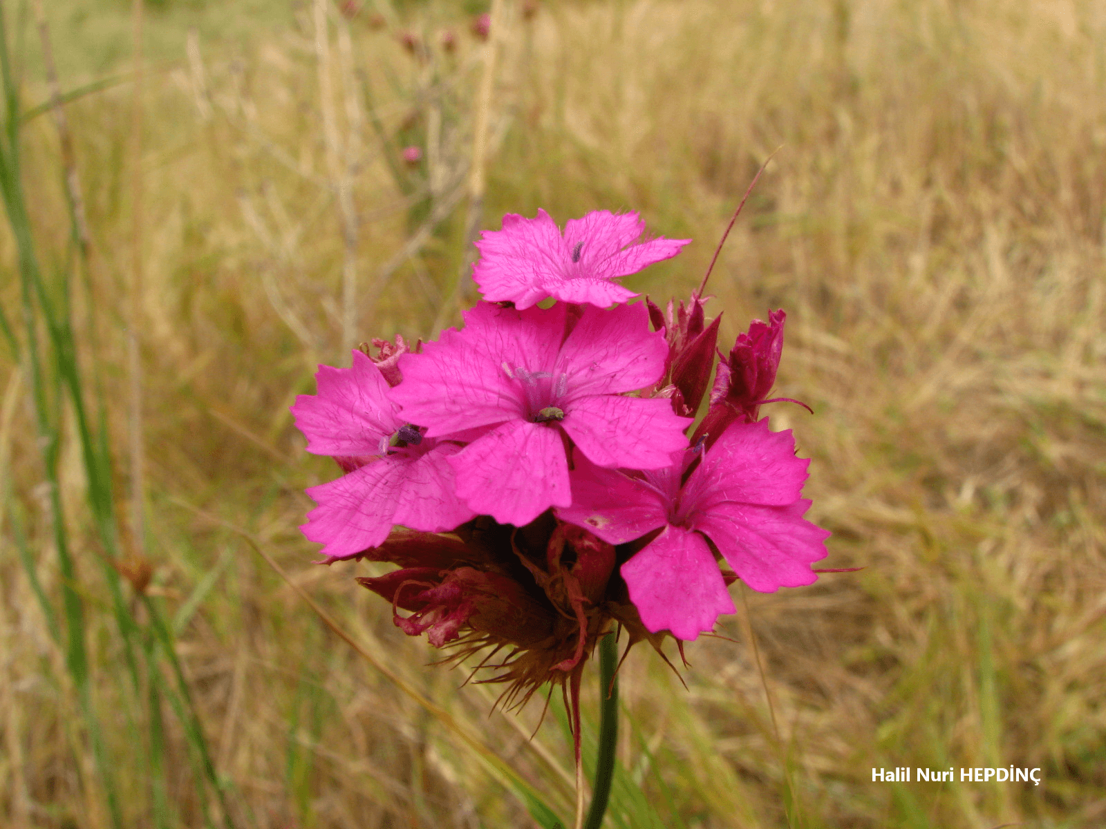 Güzel karanfil (Dianthus calocephalus)