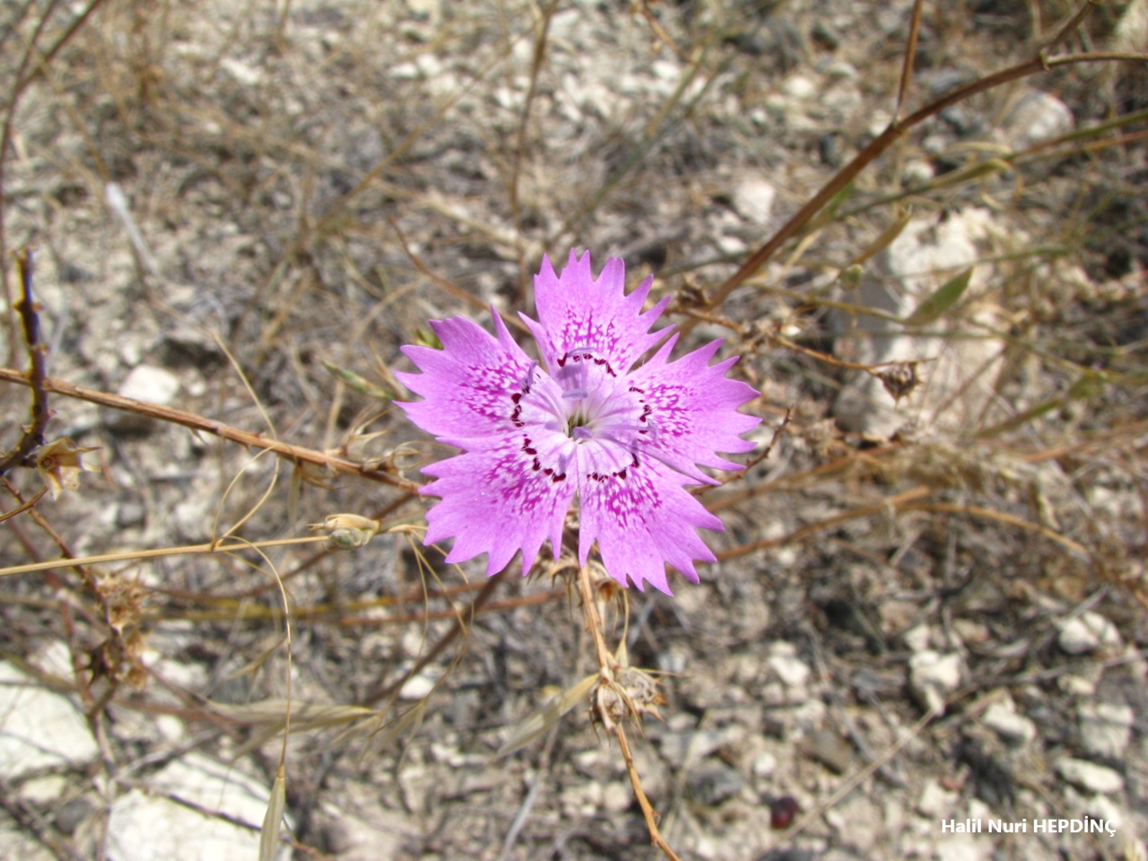 Kaya karanfili (Dianthus zonatus var. zonatus) (var. aristatus ?)