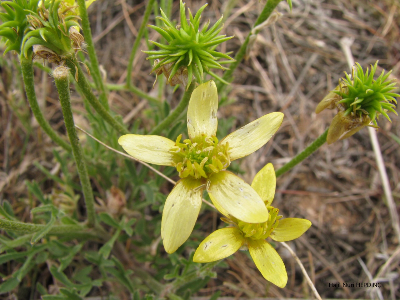 Kır köstebekotu (Ranunculus isthmicus subsp.stepporum)
