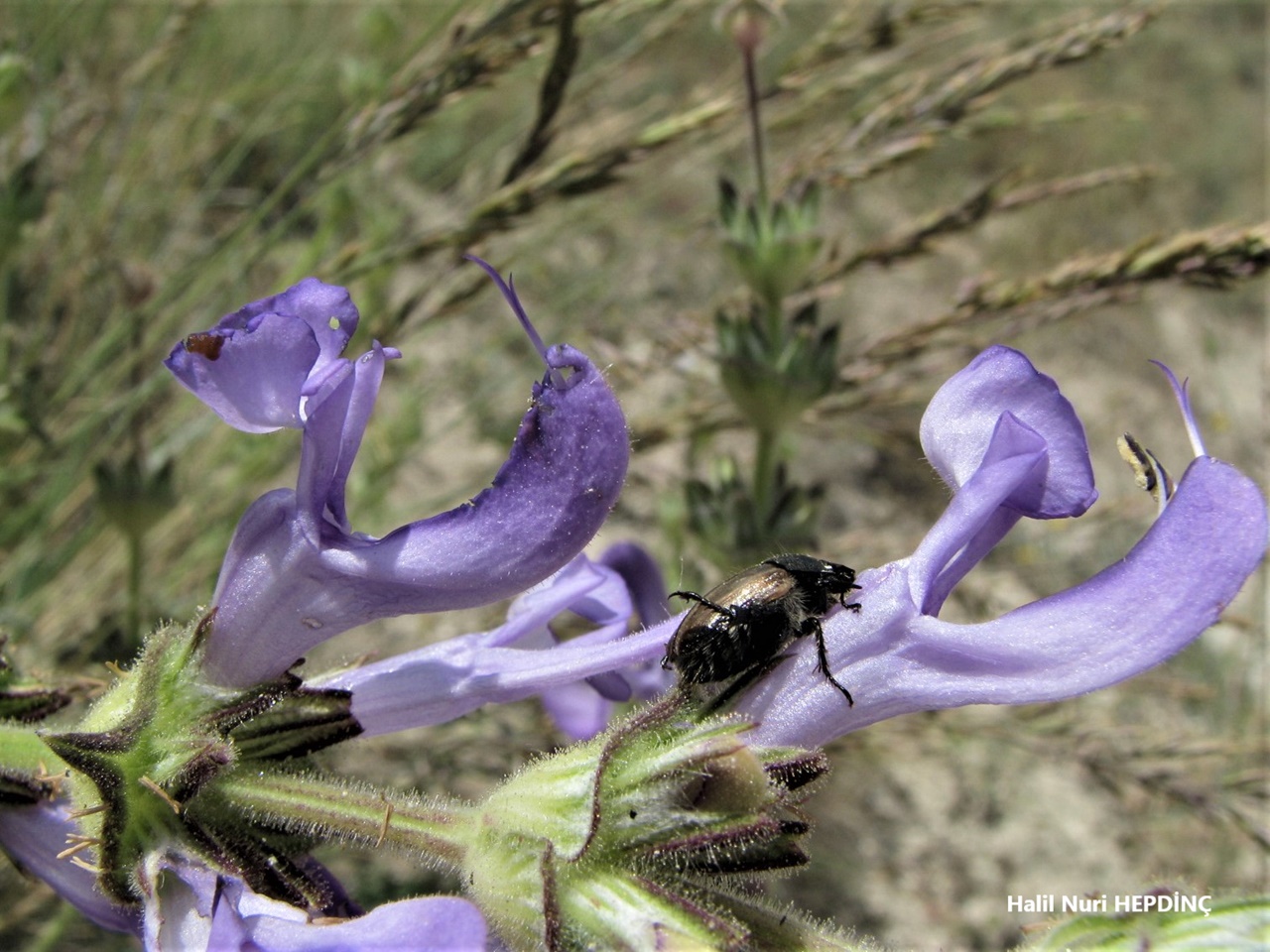 Siyahot (Salvia hypargeia ) (1) ENDEMİK