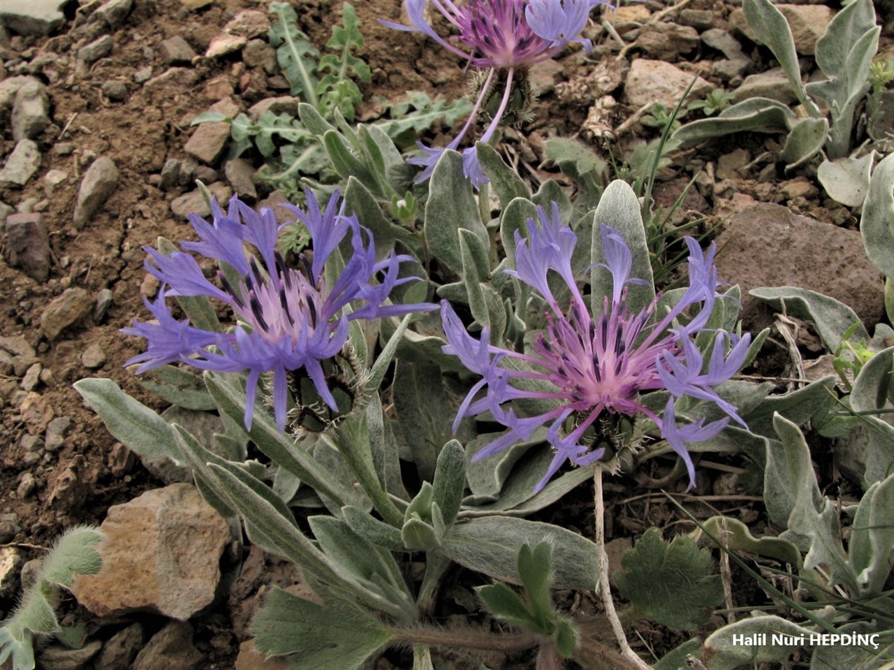 Düğmeli ot (Cyanus pichleri subsp. pichleri) (Eş Ad: Centaurea pichleri)