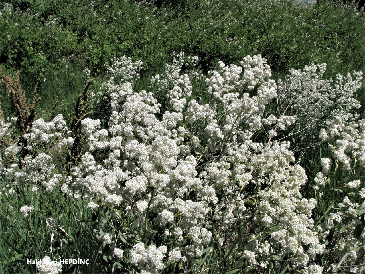 Nujdar (Lepidium latifolium)