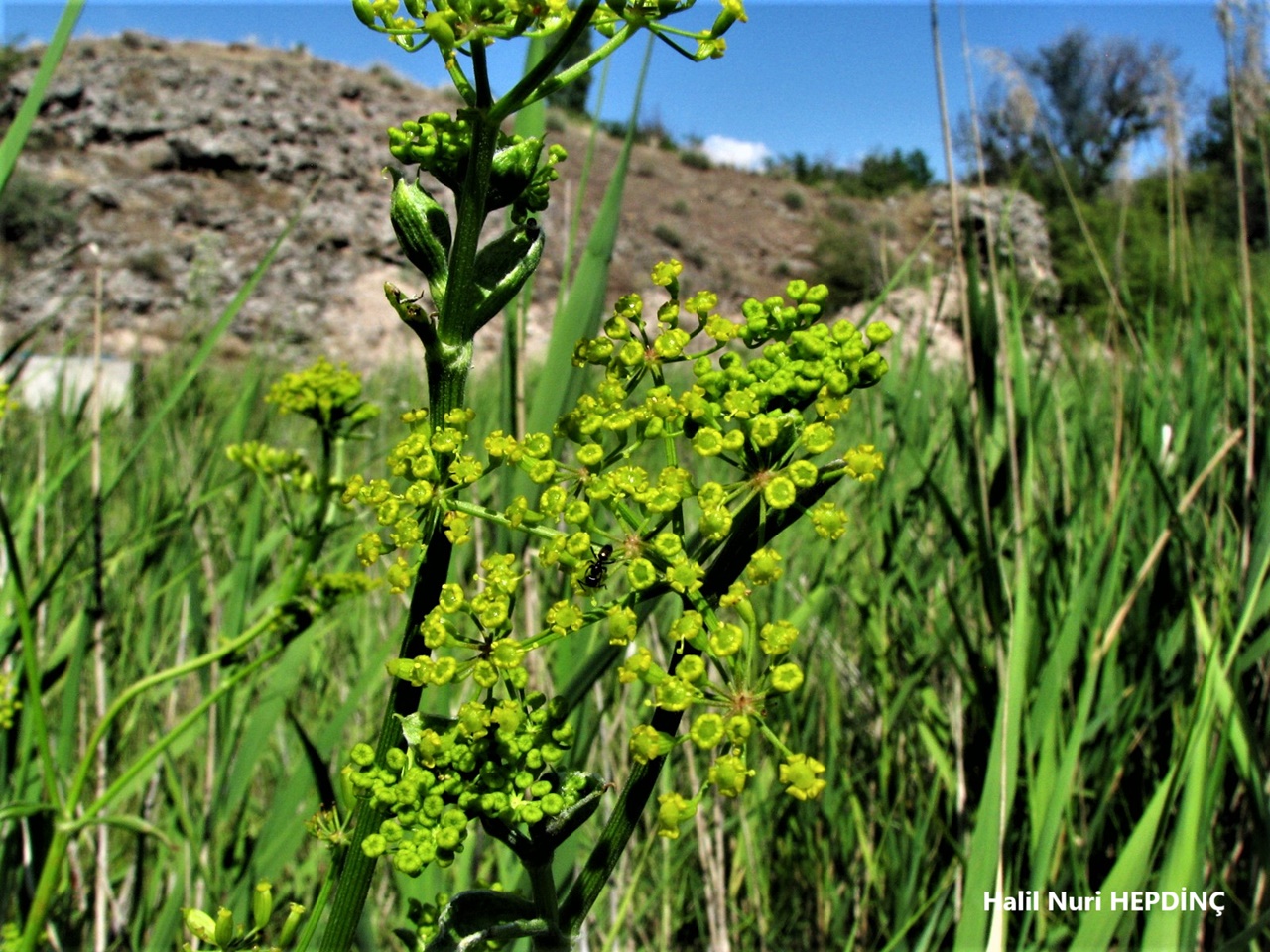 Şeker havucu (Pastinaca sativa subsp. urens) (2) 