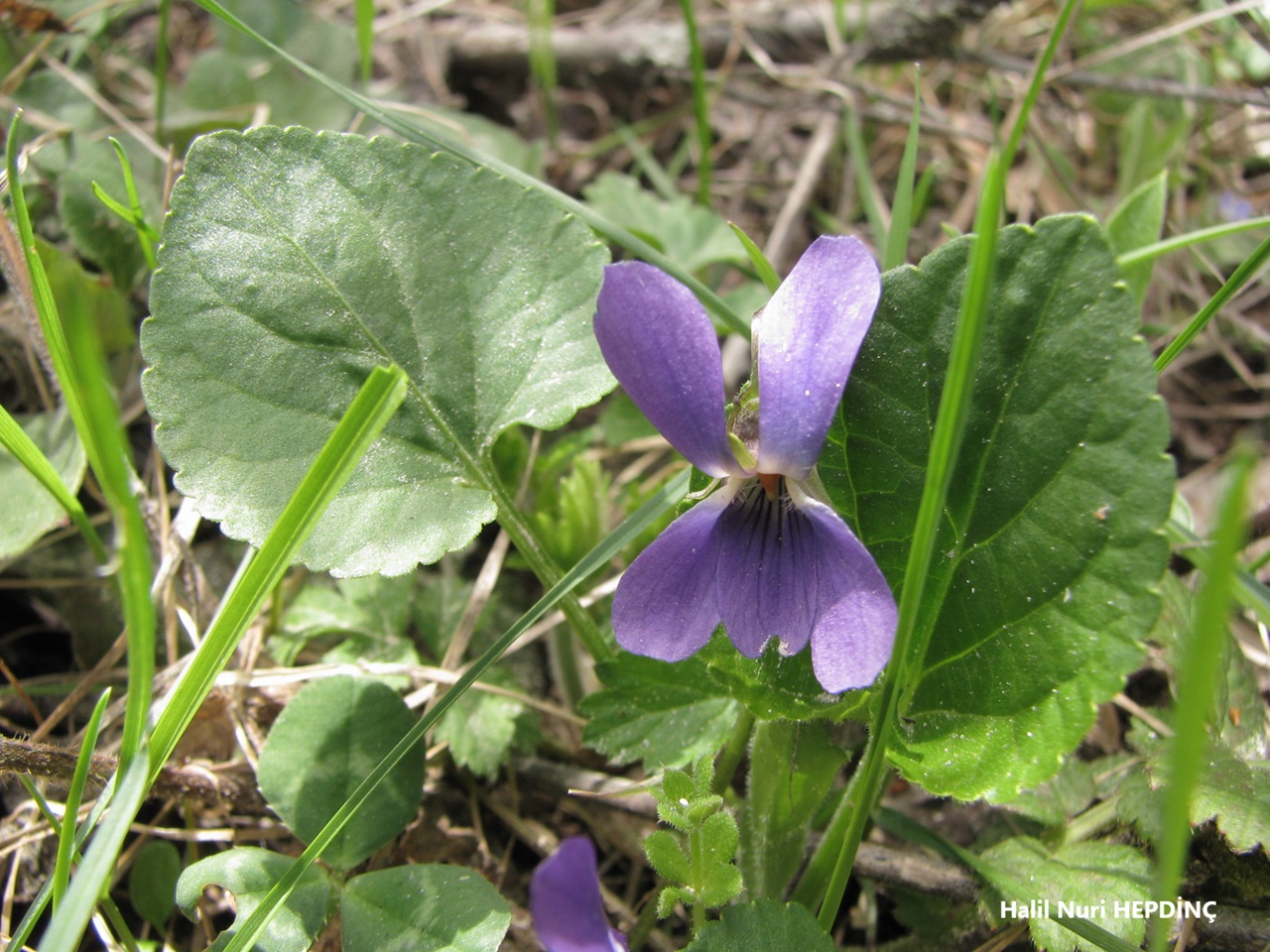 Kokulu menekşe (Viola odorata)