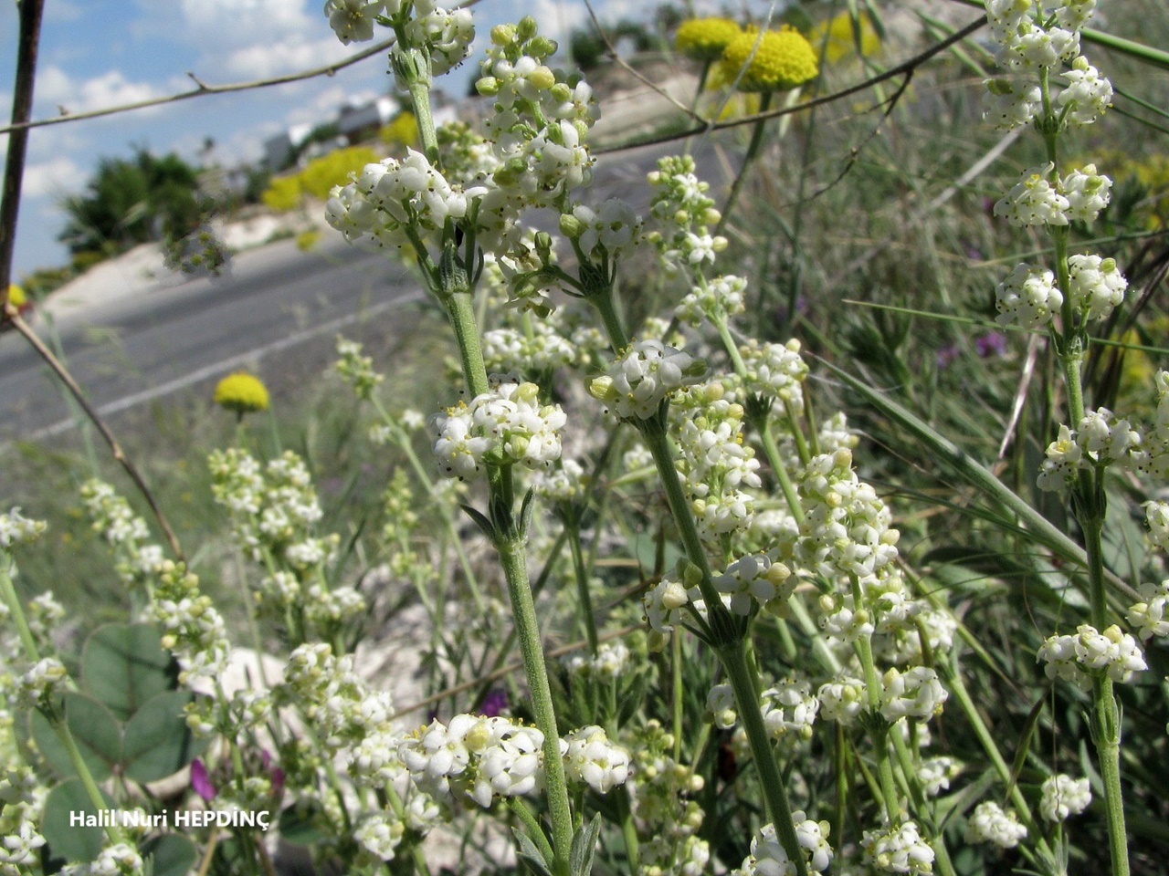 Güriplikçik (Galium incanum subsp. elatius )