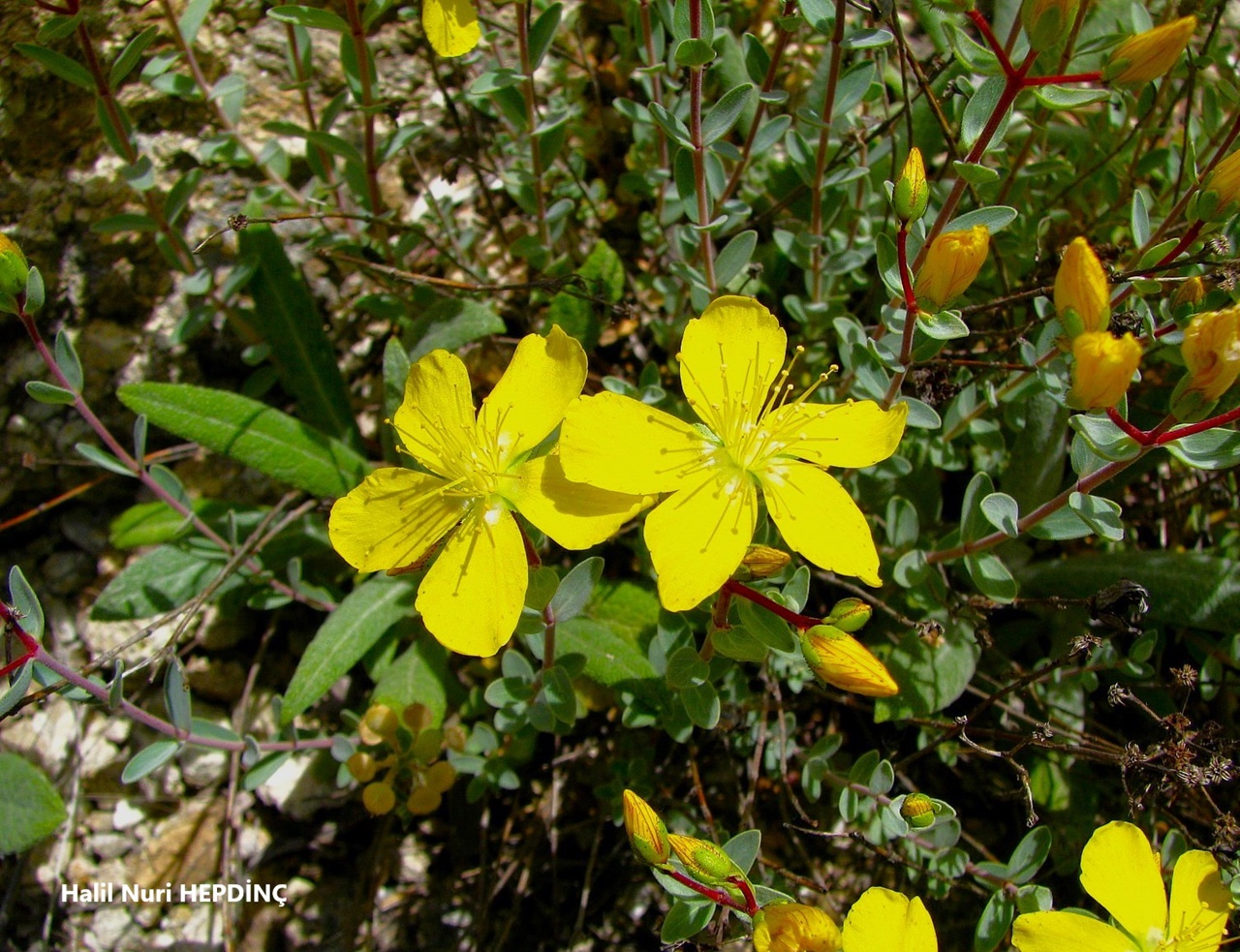 Lüferotu (Hypericum origanifolium var. origanifolium)