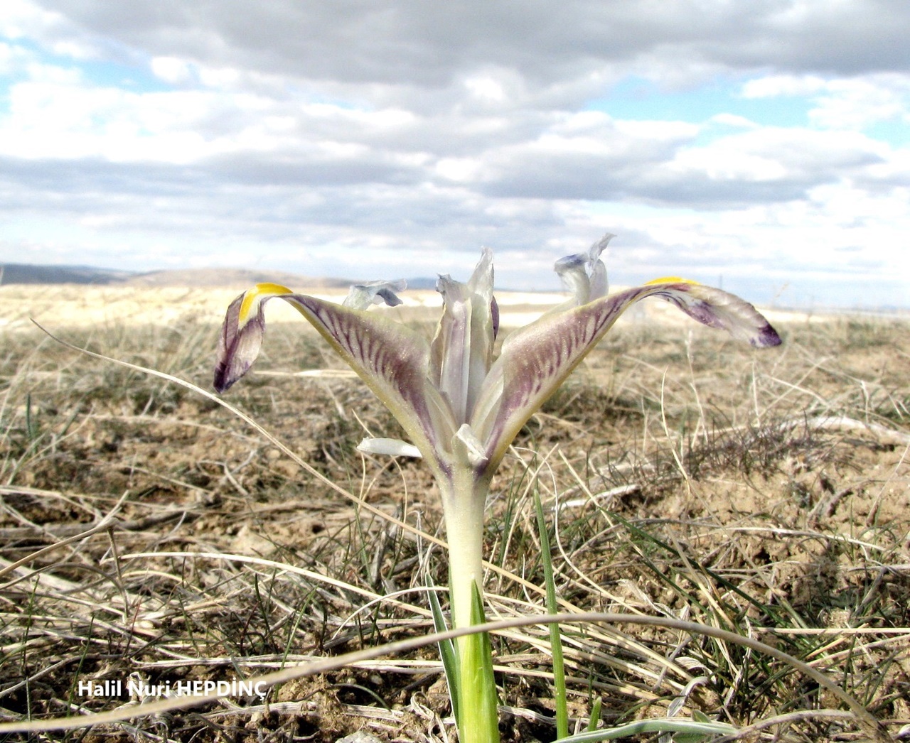 Kabanavruz (Iris galatica) (1) ENDEMİK