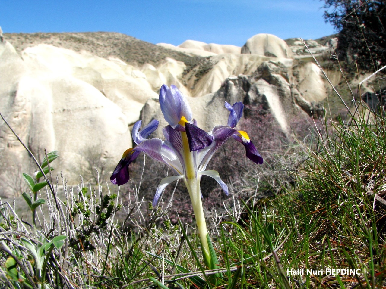 Kabanavruz (Iris galatica) (2) ENDEMİK