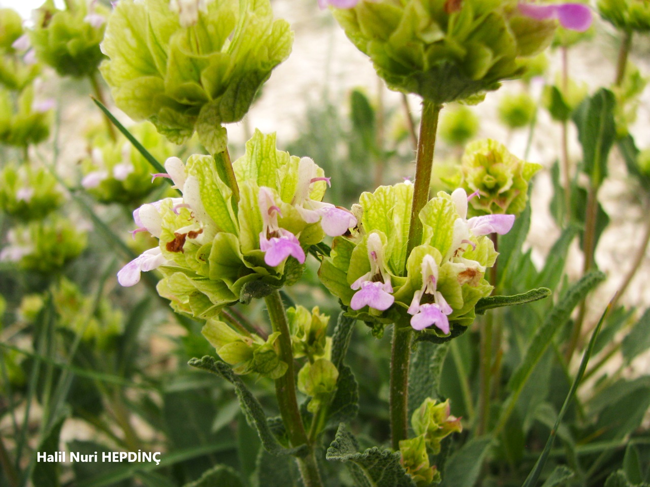 Kara şalba (Salvia absconditiflora) (2) (Eş Ad: Salvia cryptantha)ENDEMİK