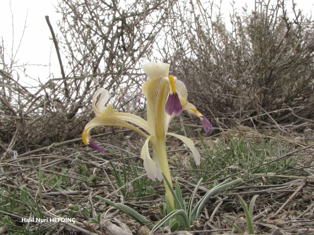 Buzala (Iris persica)