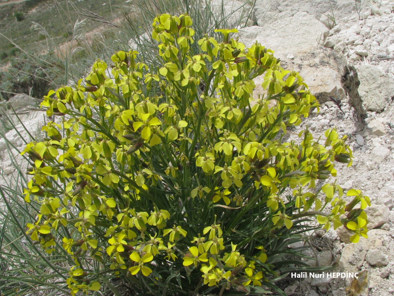 Yamaçzarifesi (Erysimum pycnophyllum)