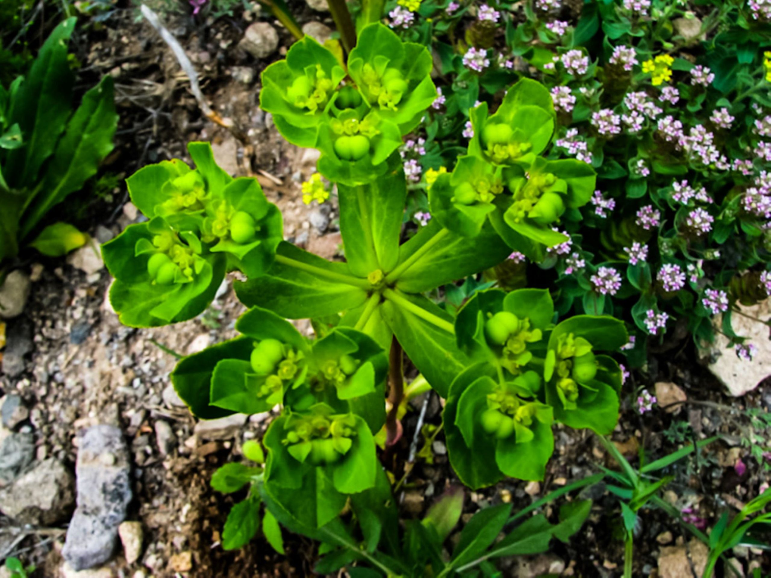 Feribanotu (Euphorbia helioscopia subsp. helioscopia)