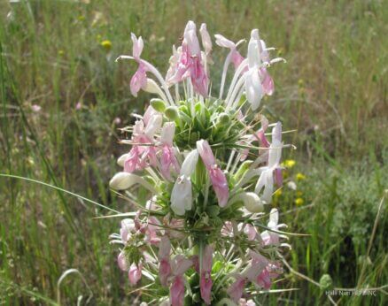 Merdivençiçeği (Morina persica var. persica)