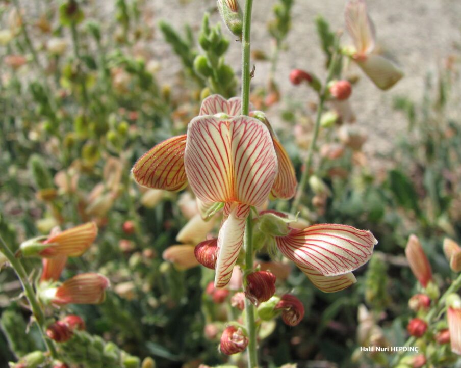 Evliyaotu (Onobrychis tournefortii)