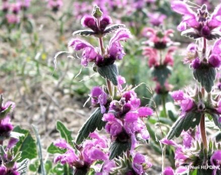 Güzelce (Lamium orientale ) ENDEMİK