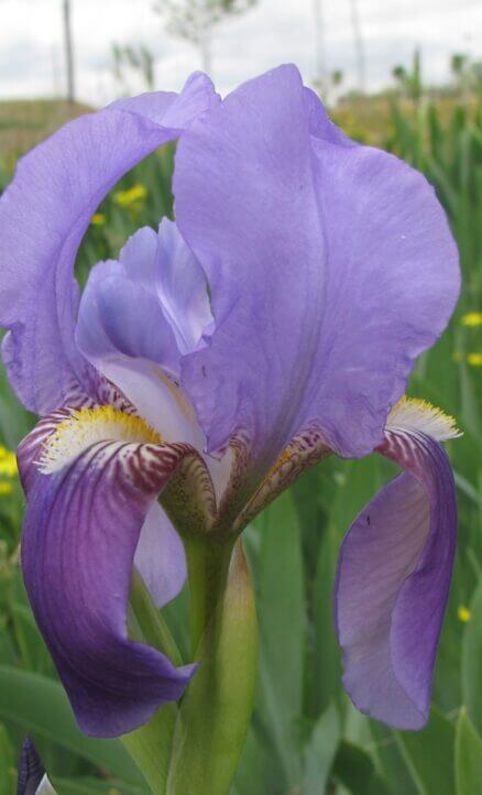 Göksüsen (Iris x germanica)