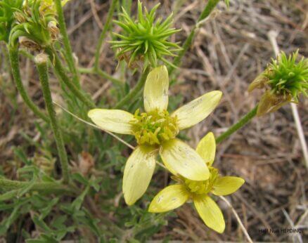 Kır köstebekotu (Ranunculus isthmicus subsp.stepporum)