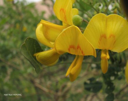 Patlangaç (Colutea cilicica) (1)