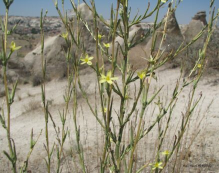 Çukurçıtlığı  (Lactuca viminea)(Eş Ad: Scariola viminea)