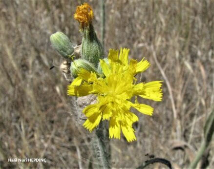 Tırnakotu (Pilosella piloselloides subsp.)