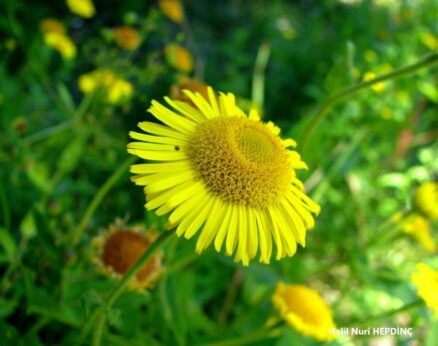 Yaraotu (Pulicaria dysenterica subsp. dysenterica)