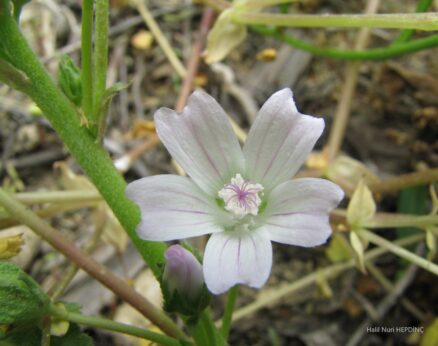 Çobançöreği (Malva neglecta)