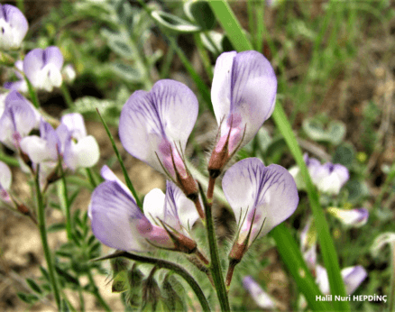 Dandaran (Vicia caesarea) (1)  ENDEMİK