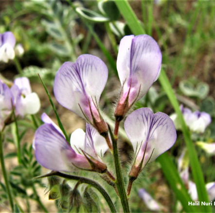 Dandaran (Vicia caesarea) (1)  ENDEMİK