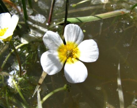 Su çiçeği (Ranunculus sphaerospermus)