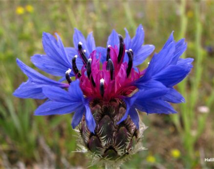 Gökbaş (Cyanus depressus)