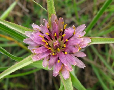 Helevan (Tragopogon porrifolius subsp. longirostris )