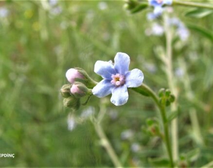 Gürke (Lappula barbata)